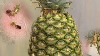 WaitYou Can Grow Pineapples From Seed Heres How [upl. by Yra259]