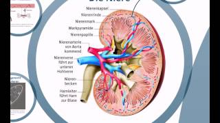 AOAnatomieHarnsystem [upl. by Nyrahs]