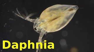 Daphnia [upl. by Merc]