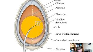 Bird and Mammal Development Chapter 12 [upl. by Tamar]