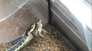 Small Garter Snake Eats Frog [upl. by Grunberg]