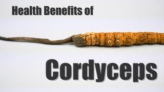 HEALTH BENEFITS OF CORDYCEPS [upl. by Andrien]