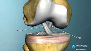 Part I Knee Anatomy [upl. by Salot]