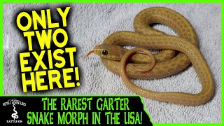 THE RAREST GARTER SNAKE MOPRH IN THE USA [upl. by Naul]