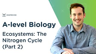 Ecosystems The Nitrogen Cycle  Alevel Biology  OCR AQA Edexcel [upl. by Russi257]