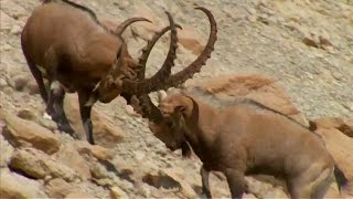 Ibex Fight for Mating Rituals  Wild Arabia  BBC Earth [upl. by Albur]