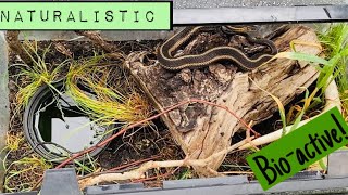 Butler’s Garter snake setup amp care Thamnophis Butleri [upl. by Dilisio]