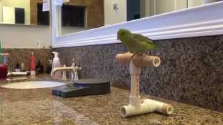 Basic parrot training Parrotlet edition [upl. by Ttocs]