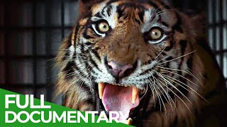 THE TIGERS APPRENTICE  Official Trailer 2024 [upl. by Deer]