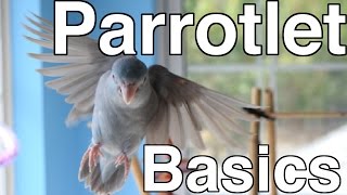 Parrotlet Care For Beginners  Topics [upl. by Aileve556]