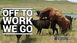 Putting Bulls In With The Cows on the Ranch [upl. by Tildy626]