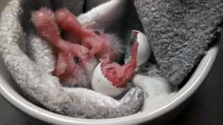 Parrotlet Chick Hatching From Egg [upl. by Bred989]