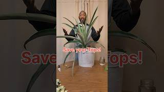 How to quickly ripen green pineapples [upl. by Lorn]