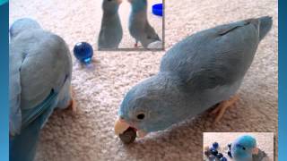 Meet the Parrotlets  An introduction to The Parrotlet [upl. by Yraek260]