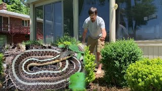 Eastern Garter Snake in the Yard [upl. by Nester495]