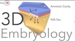 Gastrulation  Embryology [upl. by Aindrea]