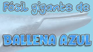 La ballena azul más grande del registro fósil [upl. by Anail]