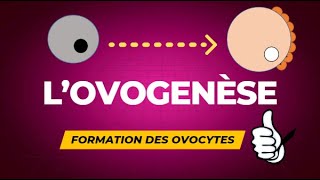 Lovogenèse  formation des ovocytes [upl. by Attehcram]