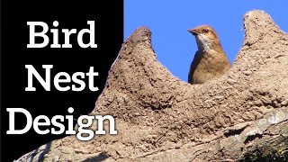 Bird Nest Designs  How Do Birds Make Nests [upl. by Asaret]