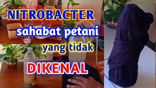 Inilah Manfaat Dan Cara Membuat Nitrobacter [upl. by Roos]