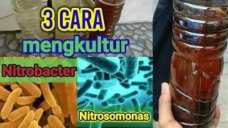 🌱CARA MEMPERBANYAK NITROBACTER🌱 [upl. by Sklar]