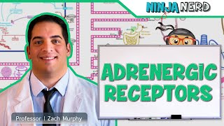 Neurology  Adrenergic Receptors [upl. by Aieken]