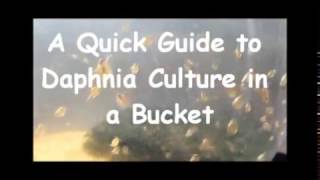 How to culture daphnia outside [upl. by Kerry439]