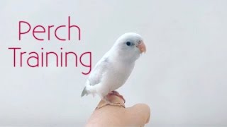 Baby White Parrotlet  Perch Training [upl. by Nnylatsyrc]