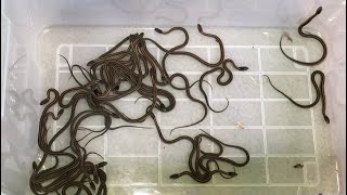 Newborn Baby Garter Snakes 2022 [upl. by Allin]