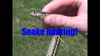 How to catch garter snakes [upl. by Conrad414]