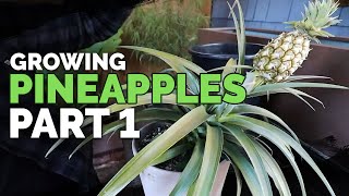 How to Grow Pineapple Part 1 Care and Propagation [upl. by Onavlis]