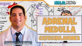 Endocrinology  Adrenal Medulla  Catecholamines [upl. by Arihsan]