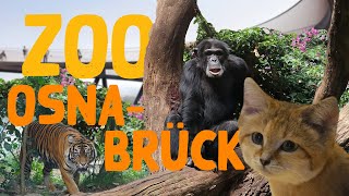 Zoo Osnabrück  ZooEindruck [upl. by Holna]