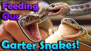 Feeding our Garter Snakes [upl. by Laven]