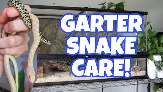 HOW TO TAKE CARE OF A GARTER SNAKE [upl. by Laroy570]