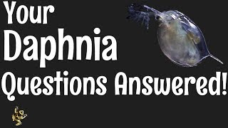 Daphnia Questions Answered [upl. by Llertal935]