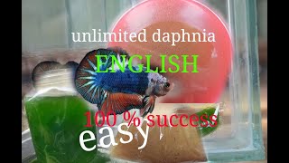 daphnia moina culture Easy way Unlimited production English  with sub Green water Chlorella [upl. by Eadnus181]