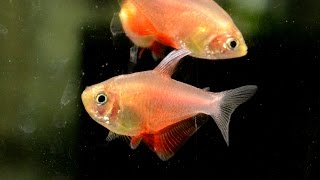 Hyphessobrycon flammeus Flame tetra Species Spotlight [upl. by Maybelle]