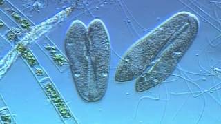 Paramecium conjugation [upl. by Anib]