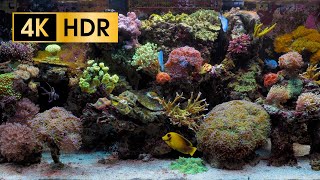 Coral Reef Aquarium  4K HDR 60 fps  no loop [upl. by Lontson946]