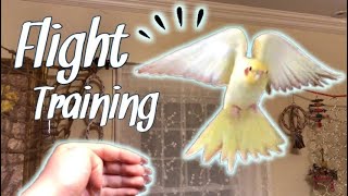 How to Teach Your Bird to Fly to You  Parrot Flight Recall Training [upl. by Ellerrehc]