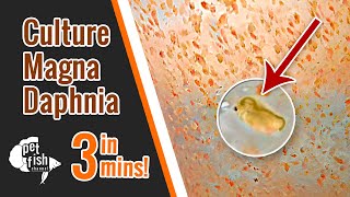 How to culture DAPHNIA MAGNA  The easy way [upl. by Asirak724]