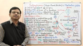 Diabetes Mellitus Part10 Mechanism of Action of Sulfonylurease  Antidiabetic Drugs  Diabetes [upl. by Hulbig]