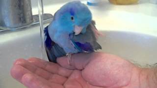 Pacific Parrotlet Bird Bath in the sink [upl. by Teferi645]