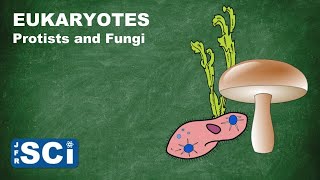 Protists and Fungi [upl. by Mccormick772]