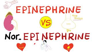 Epinephrine vs NorEpinephrine [upl. by Enelrahc]