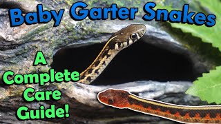 How to Care for Baby Garter Snakes [upl. by Dnalevelc]