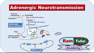 Adrenergic NA or NE Neurotransmission explained with animation [upl. by Elohcim]