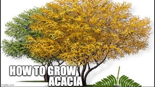 How to grow acacia [upl. by Orecul990]