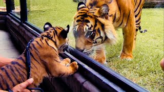 Top 5 Tiger Moments  BBC Earth [upl. by Yzeerb]